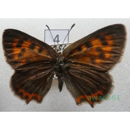 Lycaena phlaeas (Linnaeus, 1761) Croatia4
